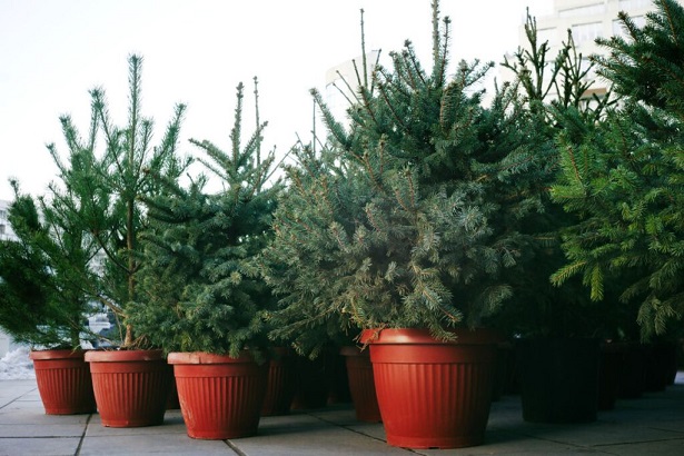 Other Uses Live Christmas Trees Hebron Carrollton - Dumpster Rental Frisco TX