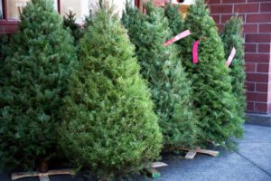 Recycled Christmas Tree Garland, TX